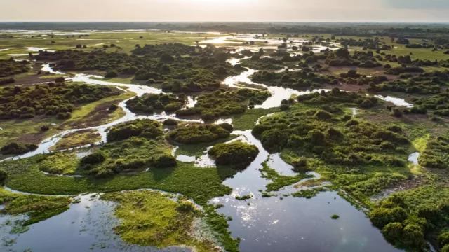 Con más de 1.000 millones de jóvenes buscando empleo, los bosques emergen como una oportunidad económica (y sostenible)