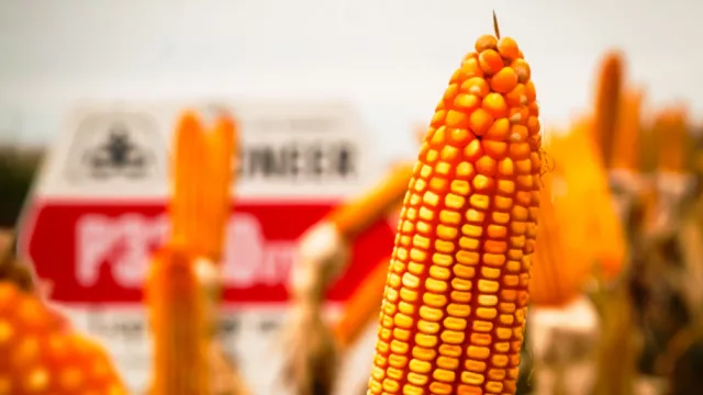 Soja y maíz zafriña avanzan con expectativas de buenos rindes y mayor volumen