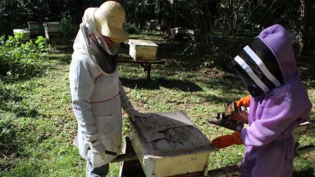 Apicultores analizan transformarse en cooperativa para ganar volumen y mejores ingresos