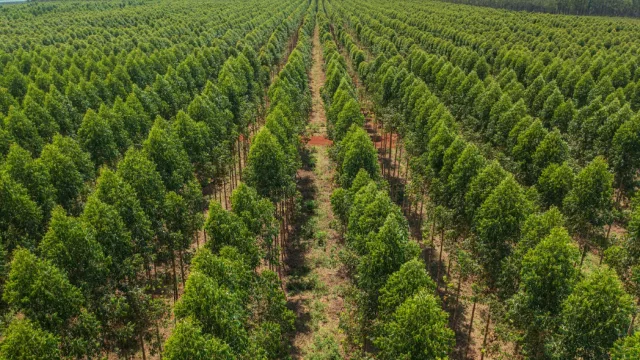 De vender madera a vender industria: el giro del sector forestal que movió más de US$ 100 millones el año pasado