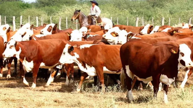 Productores defienden la vacunación antiaftosa plena como garantía para mercados y exportaciones