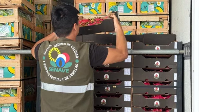 De cultivo emergente a exportación: la pitahaya da su primer paso al mercado exterior