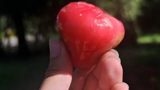 La manzana china: una joya asiática que despierta interés en la fruticultura paraguaya