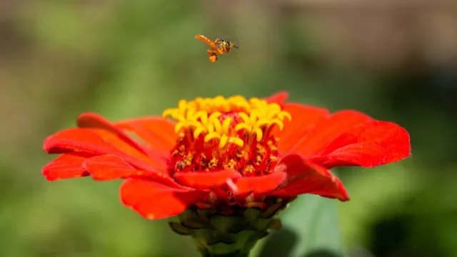 Abejas nativas y rescatadas: logran primera cosecha de miel melipónida en Mbaracayú