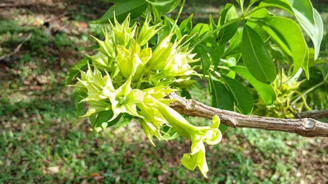 Lapacho verde, la variedad oculta que florece casi todo el año y agrega color a la floricultura nacional