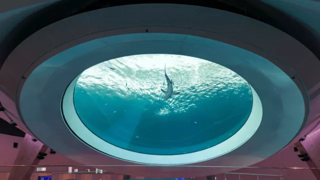 La sensación de Miami en redes sociales: El Óculo del Frost Museum of Science, Imperdible
