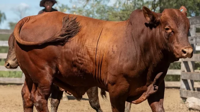 Genética Boran gana terreno regional y concreta su mayor exportación al Brasil