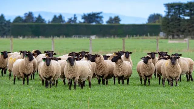 Desde Guairá la inglesa Suffolk apunta a ganar terreno como raza ovina carnicera