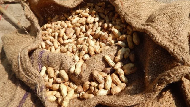 Maní en Caazapá: con menos de 1 hectárea, pequeños productores triplican su cosecha y venden todo