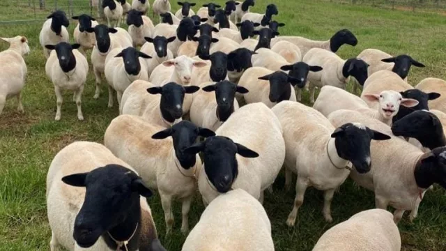 Mercado ganado: Carne ovina paraguaya entra a Emiratos Árabes y desafía al sector a crecer