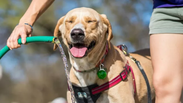 Pausa fresca: cómo cuidar a las mascotas ante las altas temperaturas