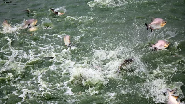 Negocio que fluye: entregan 3.100 alevines de pacú en Coronel Bogado para impulsar el sector acuícola