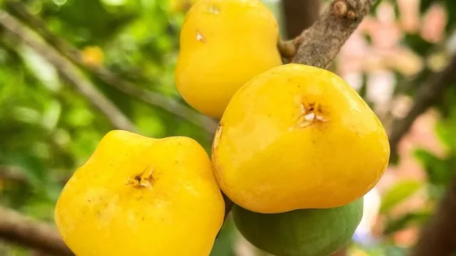 Agua’i: el fruto nativo que todavía espera su desarrollo productivo