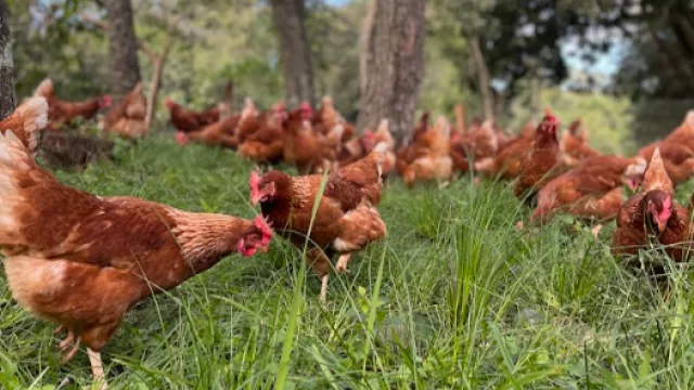De 70 a 2.200 gallinas: La Ponedora consolida un negocio de huevos camperos sin jaulas
