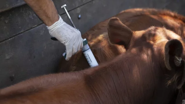 Sanidad en agenda: Senacsa avanza con el saneamiento por brucelosis bovina