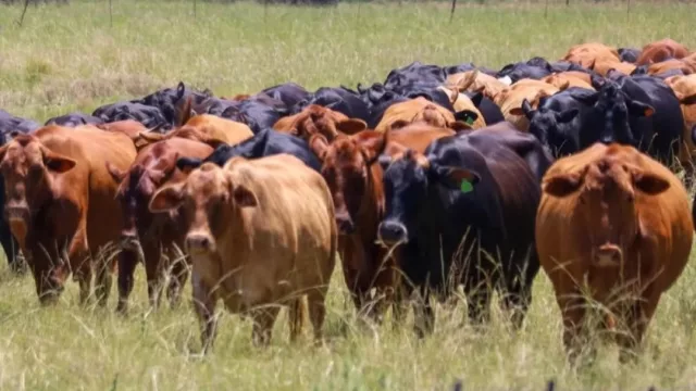 El Brangus paraguayo gana espacio en África y refuerza su perfil como genética de exportación