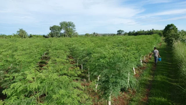 De cultivo de nicho a negocio global: la moringa acelera exportaciones hacia Alemania