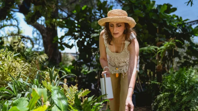 Cuando calienta el sol, las plantas piden atención: estos son algunos consejos para cuidarlas