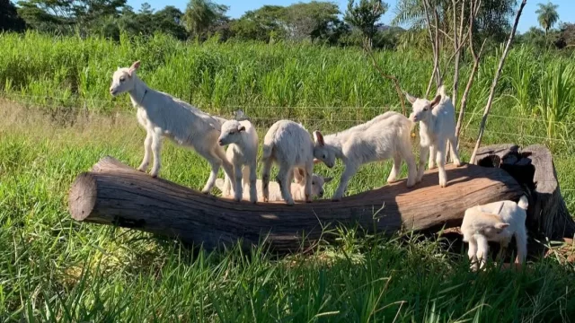 Del tambo al valor agregado: el dulce de leche de cabra busca su lugar en el mercado