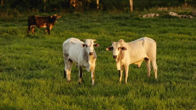 Hugo Sánchez: “El productor va incorporando mejoras a medida que comprueba que el animal bien tratado responde mejor”