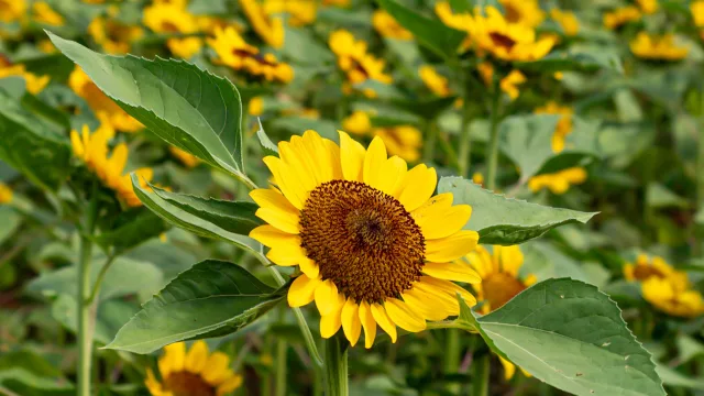 De una siembra experimental a un éxito total: En Yaguarón es posible cultivar tus propios girasoles (vendieron más de 7.500)