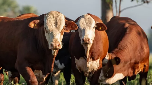 Menos stock, más desafíos: cómo recuperar el hato sin perder sostenibilidad