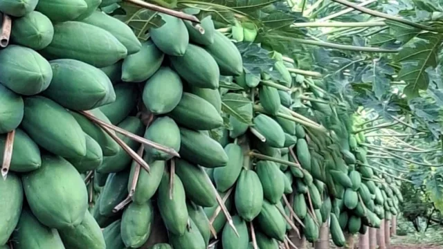 El mamón se vuelve más fértil en el norte del país con escasez de oferta, precios firmes y manejo productivo eficiente