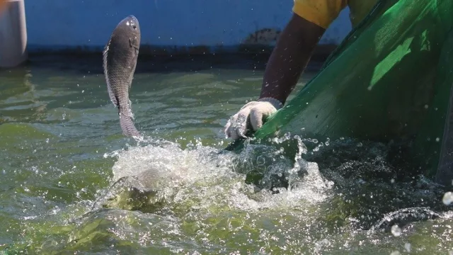 Más pescado, más renta: la piscicultura se consolida entre pequeños productores del Bajo Monday