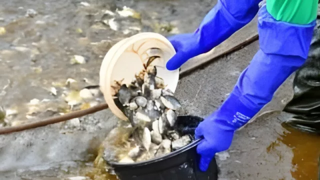 Alternativa rentable: pequeños productores apuestan por la piscicultura