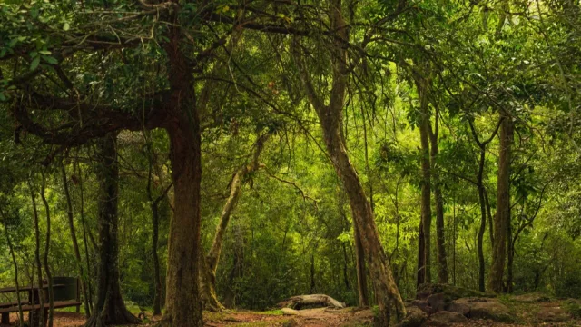 Cristina Goralewski: “En Paraguay hay 25 laminadoras; 22 ya exportan y el año pasado alcanzaron cifras récord en mercados como EE.UU. y Europa”