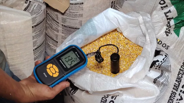 Maíz en expansión: comunidad de Caazapá proyecta superar los 120.000 kilos y cerrar nuevos acuerdos comerciales