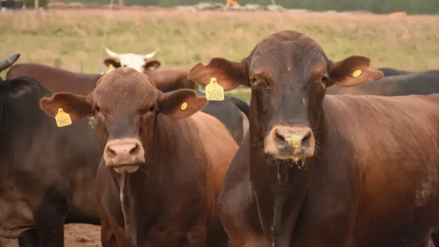 Ganadería bajo presión: asimetrías de precios reabren debate en la cadena cárnica