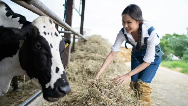 Cómo producir heno localmente ayudó a multiplicar por 15 la producción láctea de una comunidad