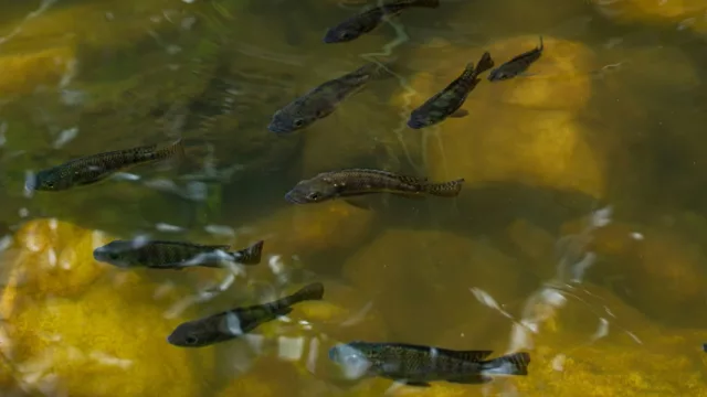 De 100 a 22.000 toneladas a nivel país: cómo el negocio de la acuicultura fue ganando escala