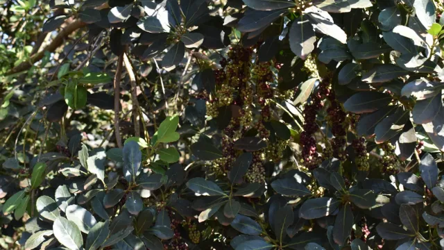 Yerba mate crece 34% en exportación y suma cuatro nuevos mercados en 2025 (rinde hasta 15.000 kilos por hectárea)