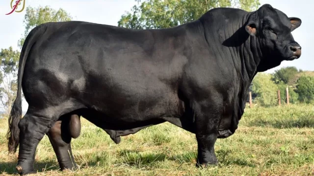 De la pista al e-commerce: Pukavy digitaliza la venta de semen y embriones de la raza Brangus