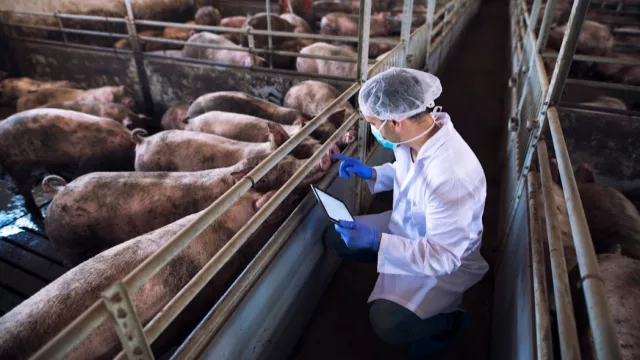 Exportaciones de carne porcina crecieron 24% en febrero, con Taiwán como principal destino