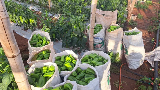 Cómo corregir el suelo salvó una plantación de 10.000 pimientos en 18 días (la clave estuvo en el pH)