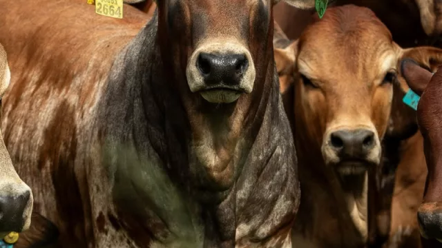 El 75% del valor de la carne paraguaya queda en el campo: así se reparte el negocio