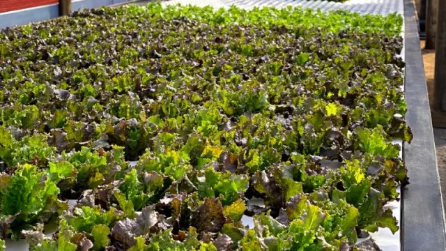 Cultivar en agua y vender en el barrio: la hidroponía floating abre oportunidades en Caaguazú