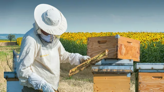 De los apiarios al mercado: apicultores de Guairá entregan hasta 200 kilos semanales de miel