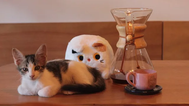 San Lorenzo suma aroma a café: Tazabroso abre en Santa Ana con café de especialidad y espíritu hogareño