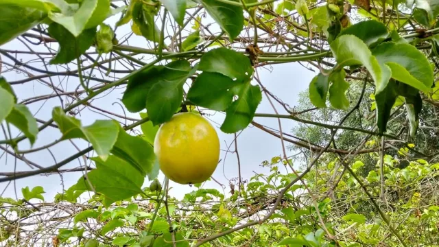 Mburucuyá, la nueva alternativa de Guairá: productores alcanzan hasta 5.000 kilos por campaña y ven potencial de crecimiento