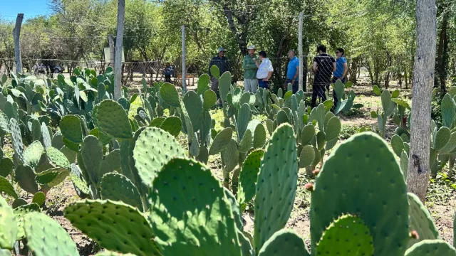 Forraje resiliente: nopal sin espinas se expande en comunidades productivas del Chaco