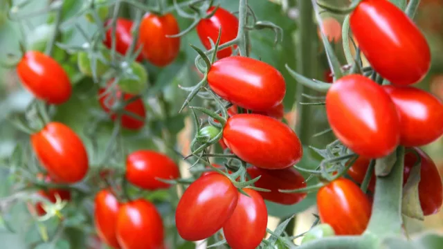 Tomate con mejor margen: anticipación técnica y semillas económicas impulsan la campaña