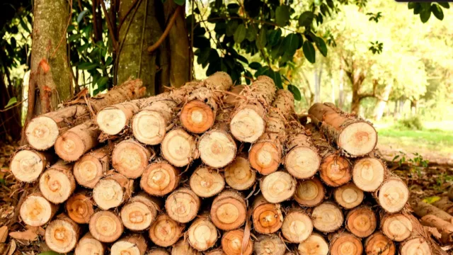 Empresas japonesas analizan comprar madera paraguaya y posibles inversiones forestales