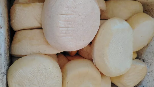 Semana Santa impulsa el consumo de queso (producción de comités escala hasta 2.400 kilos semanales)