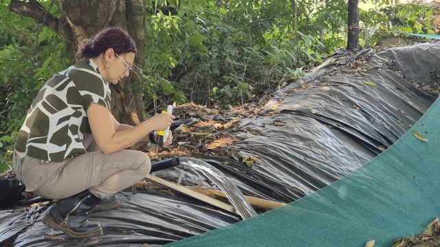 Tecnología israelí llega a Coronel Oviedo: riego eficiente promete mayor rendimiento y menos desperdicio en cultivo de pimientos