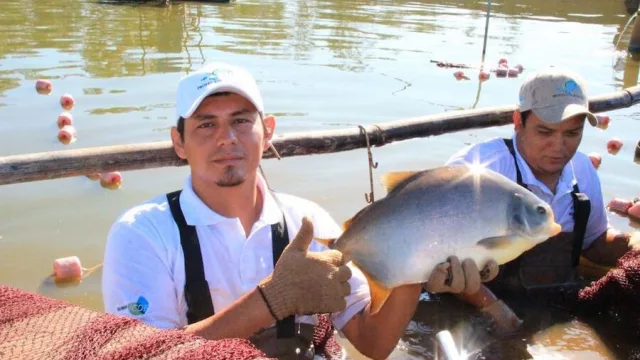 Demanda de pescado crece hasta 30% (Semana Santa abre oportunidad para piscicultores)