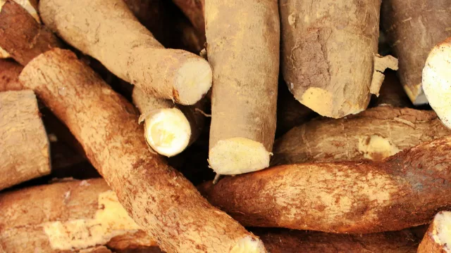 Consumo de almidón se acelera (sector espera duplicar volumen tras mala zafra 2025)